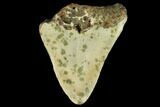 Bargain, Fossil Megalodon Tooth - North Carolina #124779-1